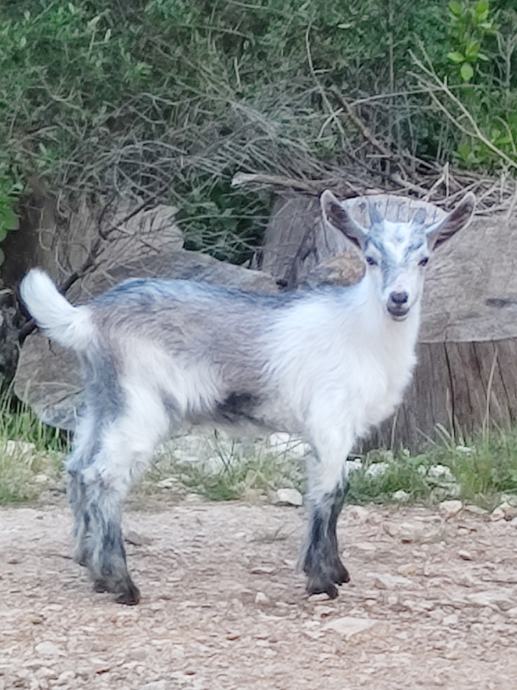 Prodaja