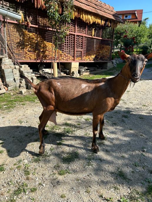 Prodaje se koza francuska alpina