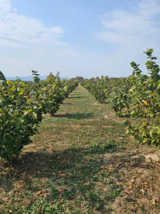 Lješnjaci,berba 2024g, očišćeni i u ljusci