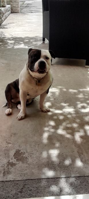 american bully clasic size