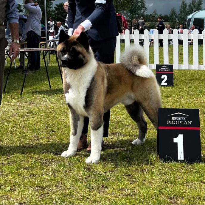 Americka akita “Chefs Surprise” kennel