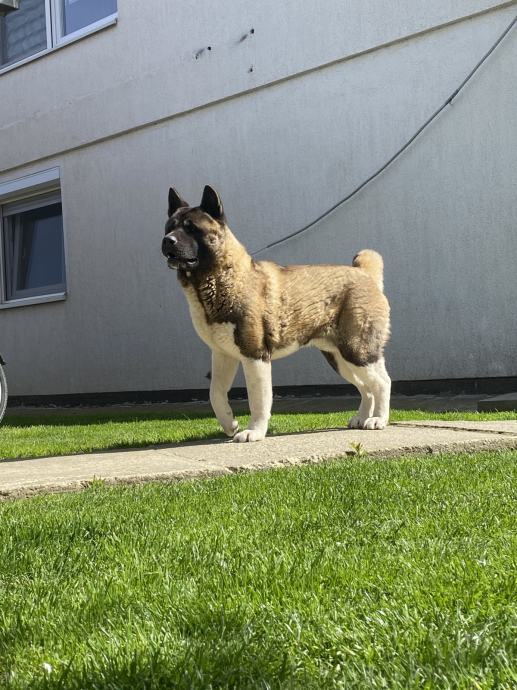 Američka Akita mužjak za parenje