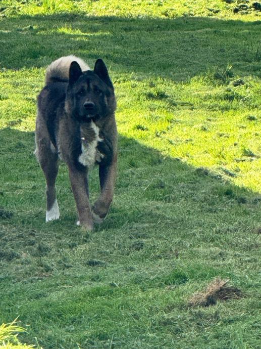 AMERICKA AKITA-PARENJE