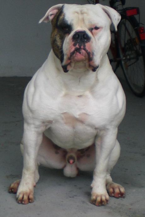 Americki Bulldog