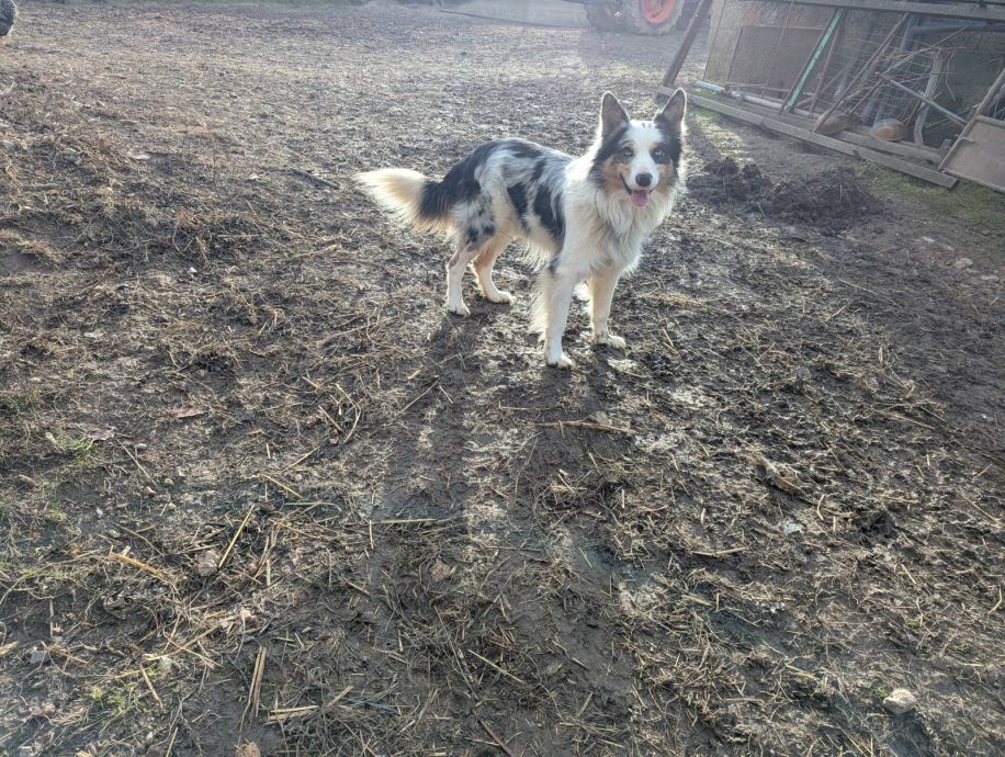 Border collie mužjak