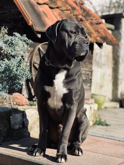 CANE CORSO  TRAŽI ŽENKU