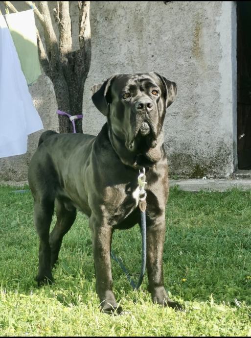 CANE CORSO ZA PARENJE