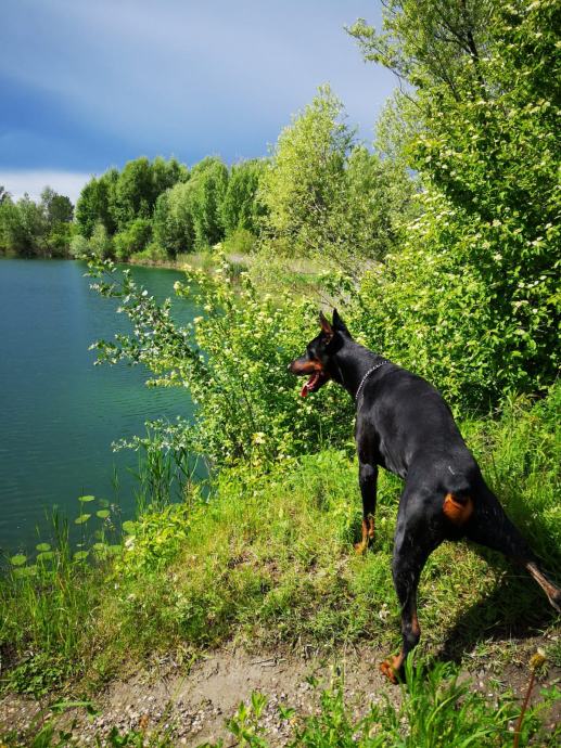 Doberman za parenje