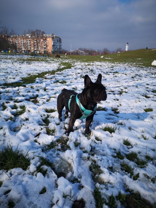 Francuski buldog Gizmo za parenje