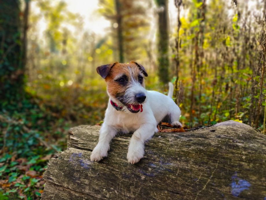 jesu li jack russell terijerima kupirani repovi