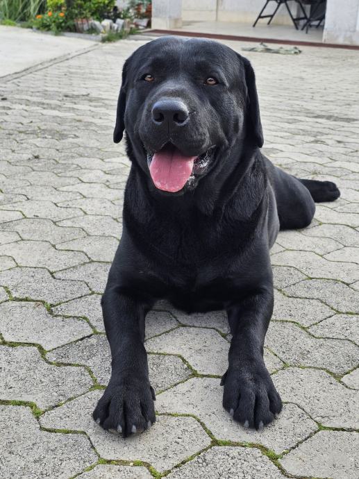 Labrador ,crne boje spreman za parenje,