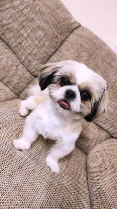 Mini Shi tzu traži curu