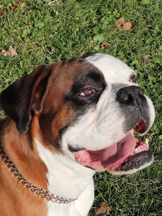 njemački bokser (boxer) za parenje