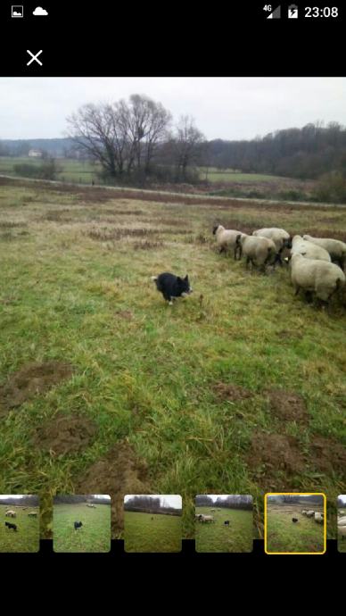 Radni Border Collie za parenje/ stenci