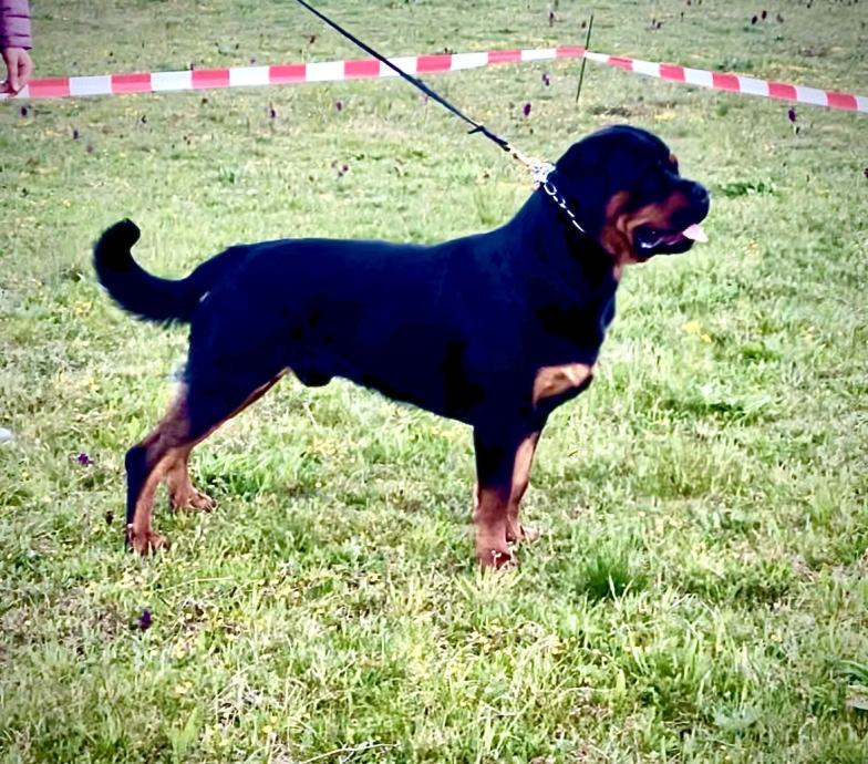 Rottweiler (O: Eminem vom hause Edelstein) mužjak za parenje