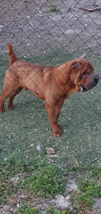 Shar pei za parenje