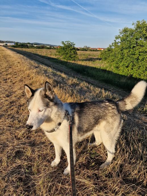 Sibirski Husky