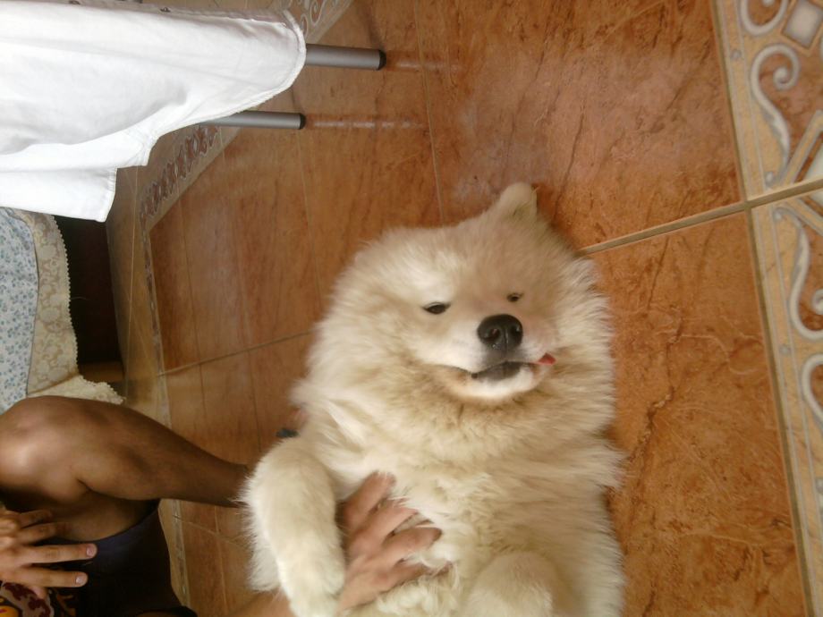 SIBIRSKI SAMOJED