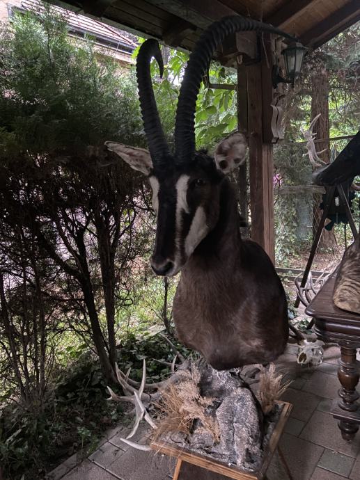 Afrička antilopa sabljarka - Sable Antelope