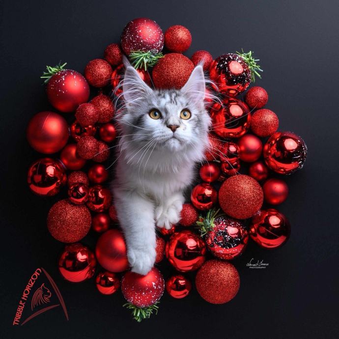 Maine Coon mačići