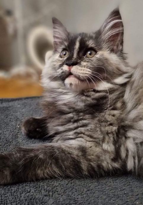 Maine coon mačke