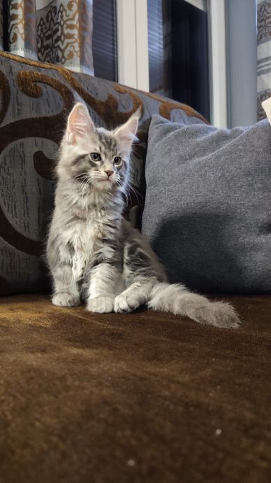 Maine coon