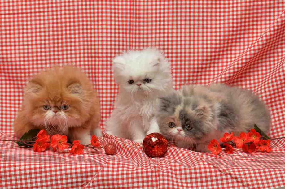 Persijske mace na prodaju