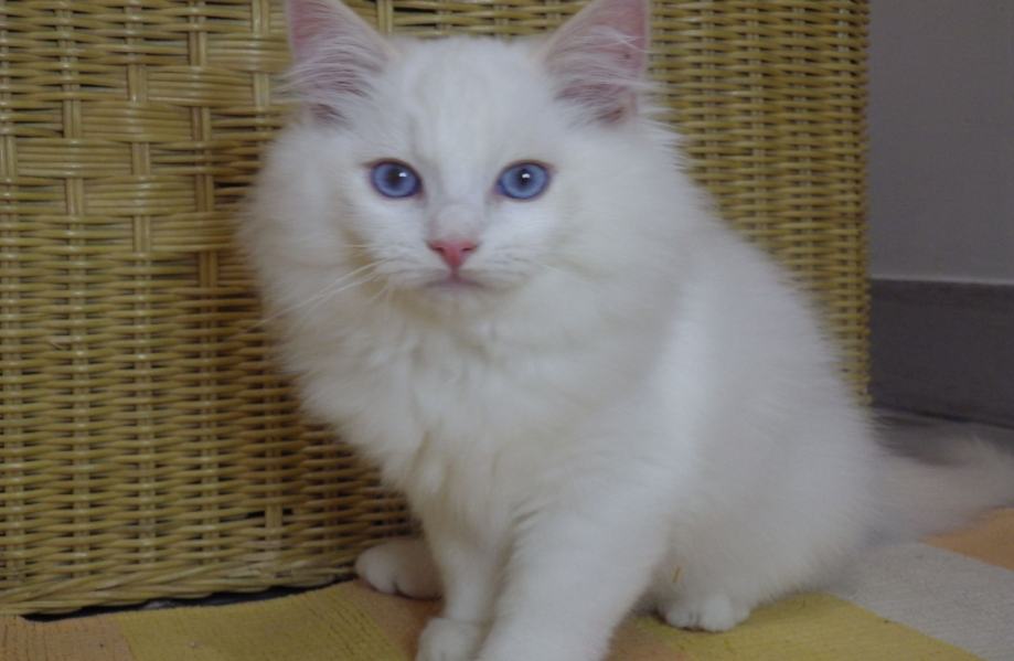 Ragdoll maca Colombus+++