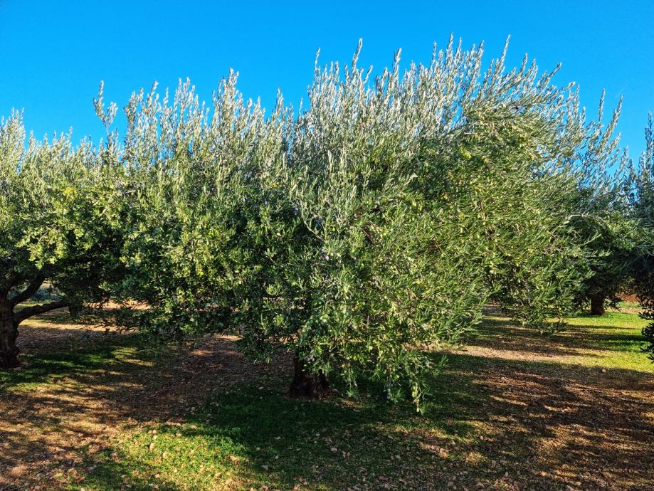 Nagrađivano ekstra djevičansko maslinovo ulje