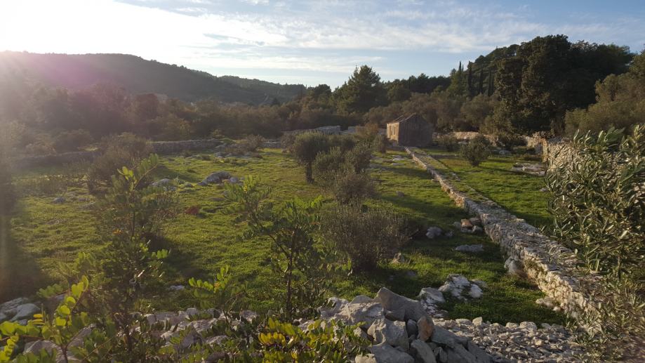 Prodajem maslinovo ulje iz stoljetnog maslinika na otoku Korčuli.