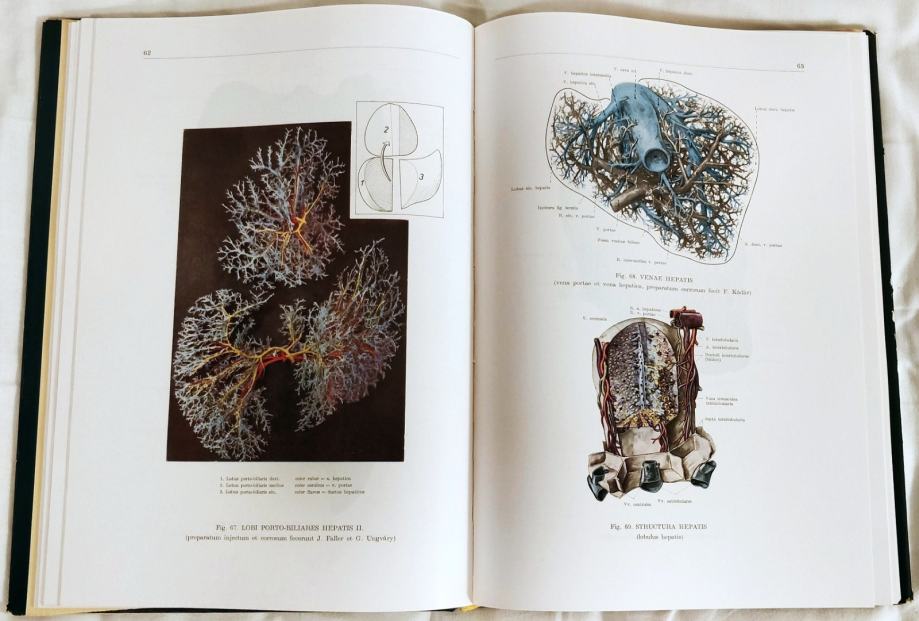 Anatomski Atlas čovjekova Tijela - Ferenc Kiss I János Szentágothai