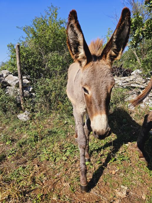 Magareće mlijeko