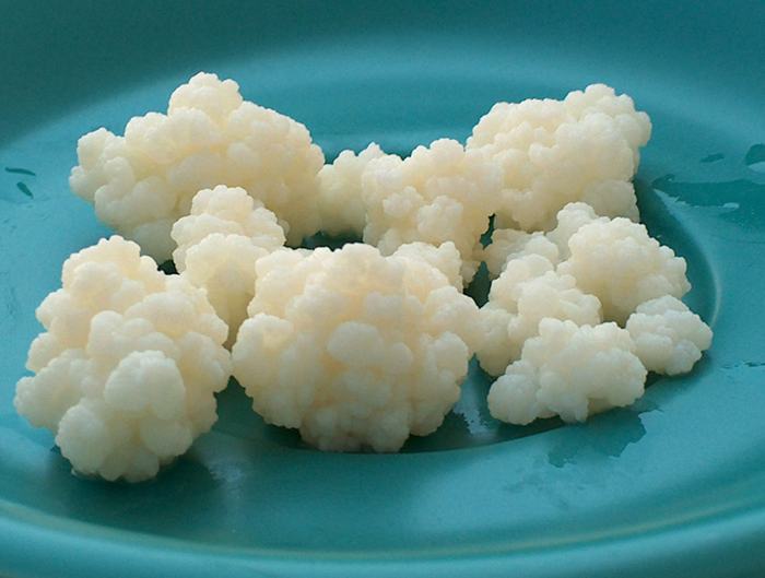 KEFIR – tibetanska gljiva za VAŠE ZDRAVLJE