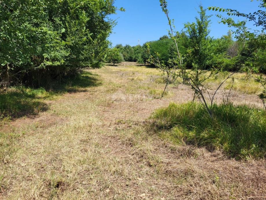 ISTRA, BRTONIGLA - Prostrano poljoprivredno zemljište