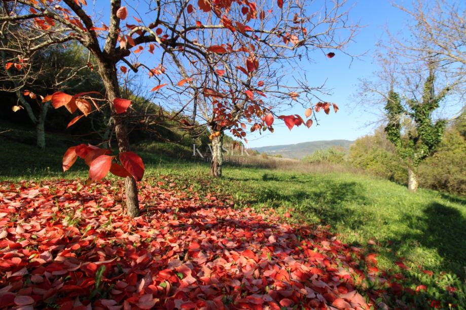 Istra - Motovun, poljoprivredno zemljište pogled Motovun