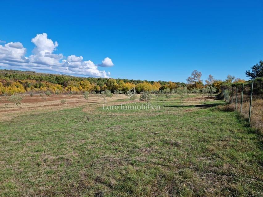 Istra, okolica Rovinja, poljoprivredno zemljište, 13.000 m2 sa 125 sta