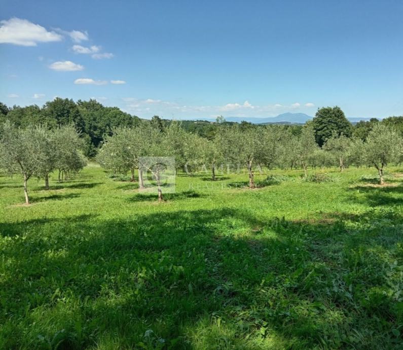 Istra predivan maslinik okolica Barbana