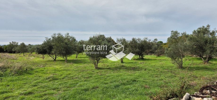 Istra, Vodnjan, Galižana, poljoprivredno zemljište 4546m2, s maslinama