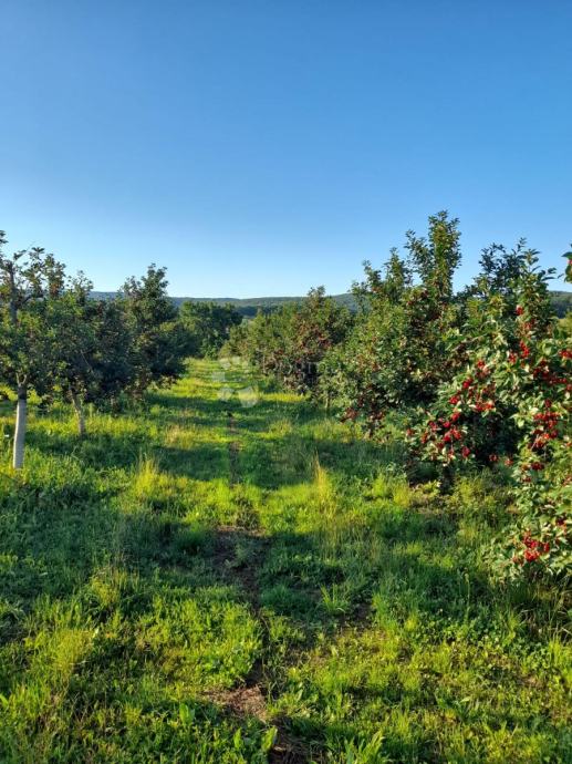 KUTJEVO - PREKRASAN VOČNJAK  SAMO U NAŠOJ PONUDI