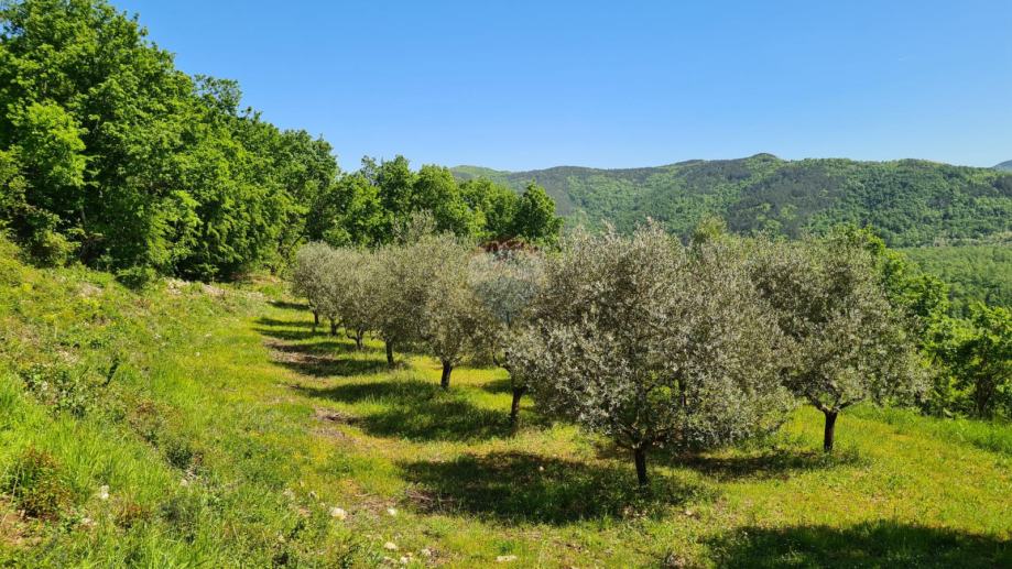 Oprtalj, okolica: Kombinacija građevinskog i poljoprivrednog zemljišta