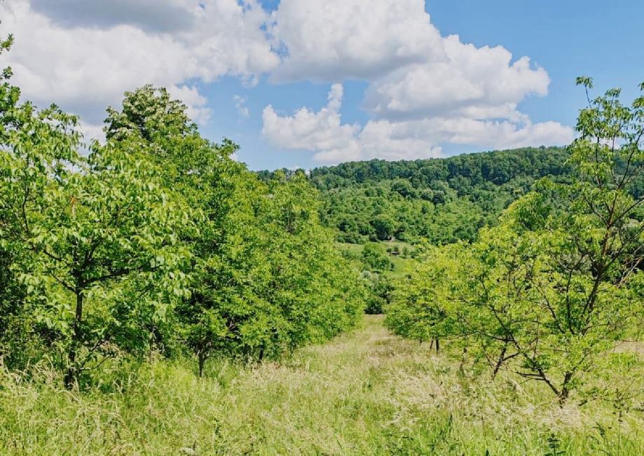 Nasad oraha, šuma i kuća, Požega, 35000m2, potok