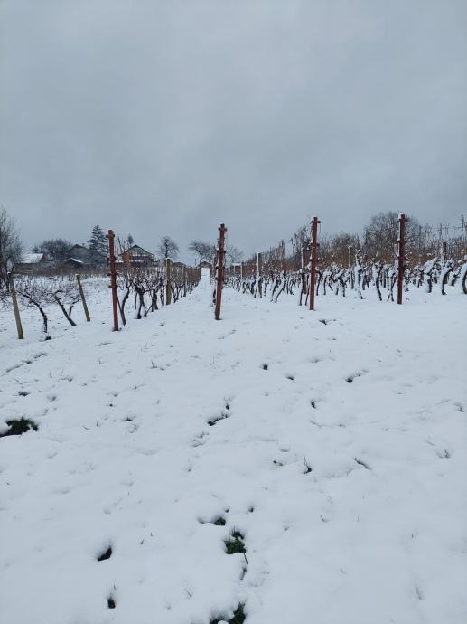 Podrum, voćnjak i vinograd, Popovača, pogodno za daljnja ulaganja