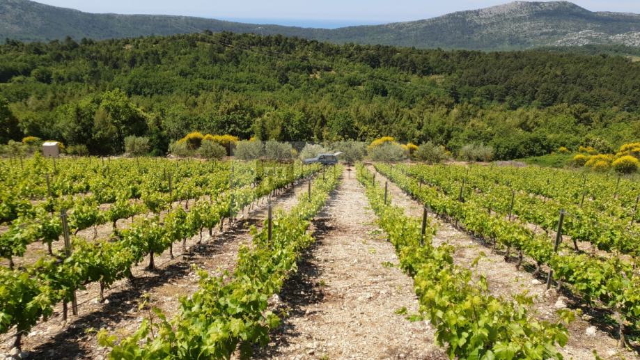 Vinograd s nasadima Plavca malog te Maslinik na Pelješcu(Kuna)