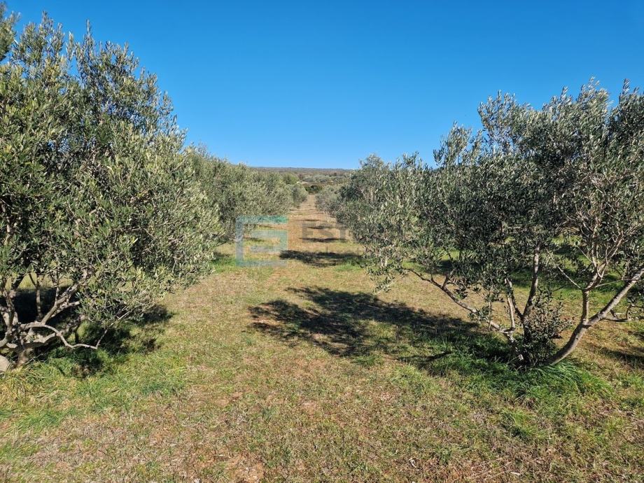 Zemljište prodaja Turanj 4938 m2