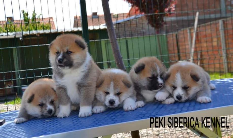 Akita inu.odgajivacnica PEKI SIBERICA KENNEL