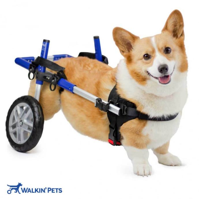 Walkinpets - Kolica za Corgi pse