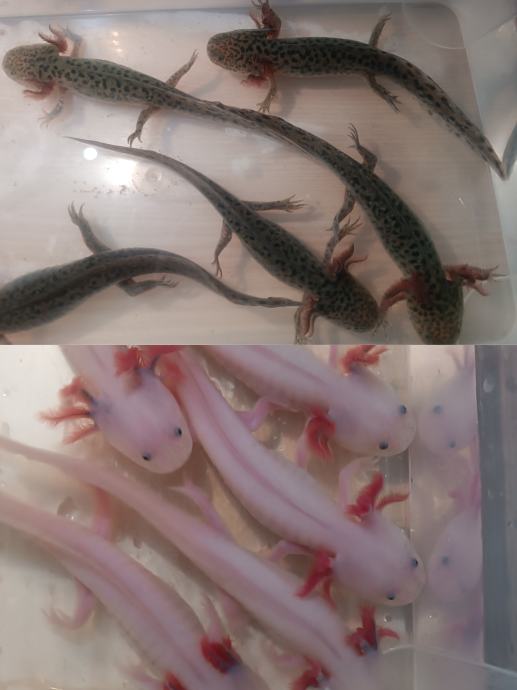 Axolotli (rozi + crni)