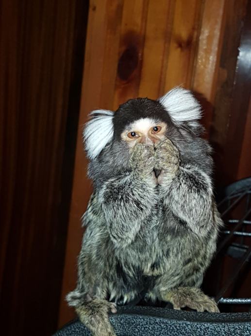 Majmun patuljasti marmoset