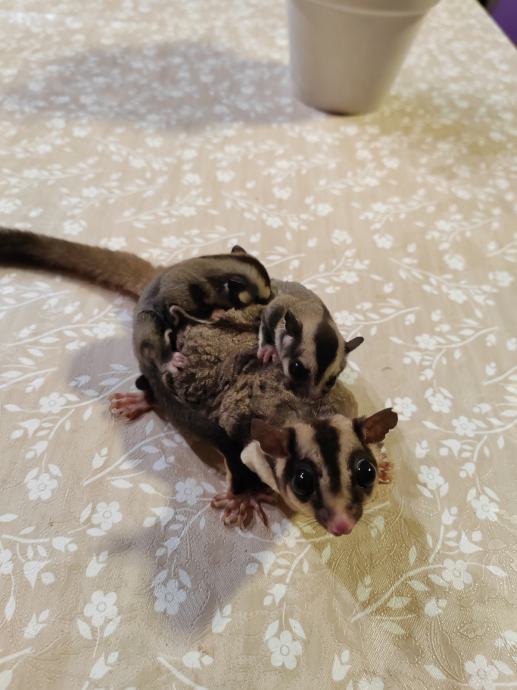 Sugar glider