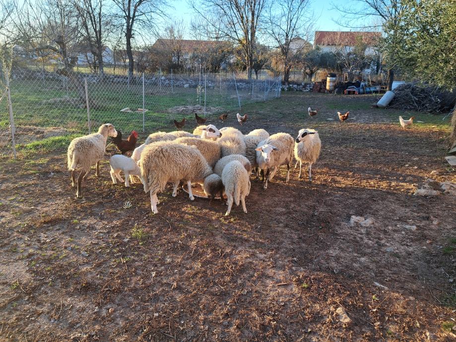 ovce na prodaju